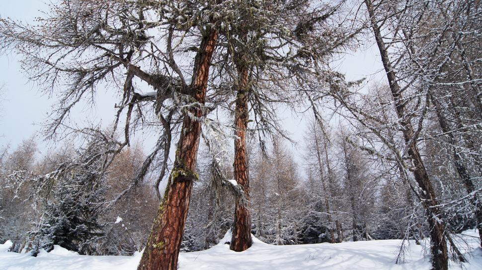 Schneeschuhtour von Bellwald hinauf nach Fleschen